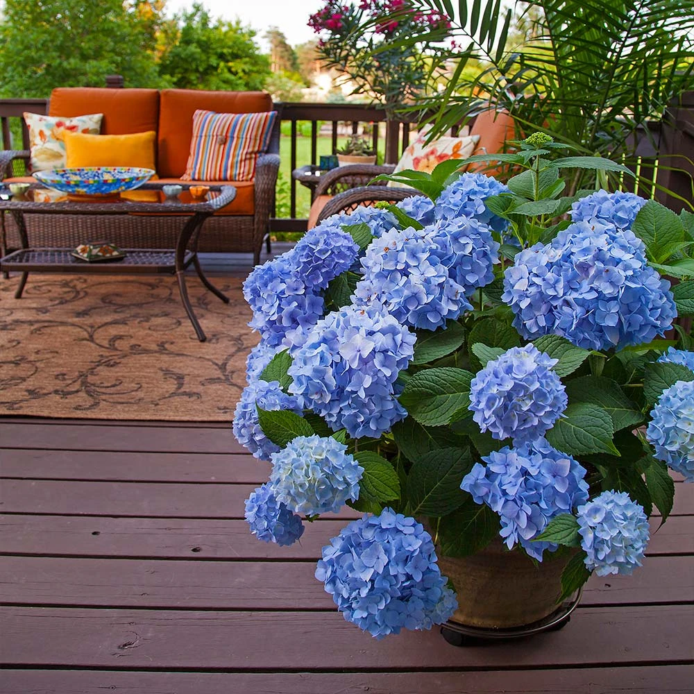 Brighter Blooms Shrubs & Hedges Endless Summer® Hydrangea Shrub 3 Brighter Blooms Shrubs & Hedges Endless Summer® Hydrangea Shrub
