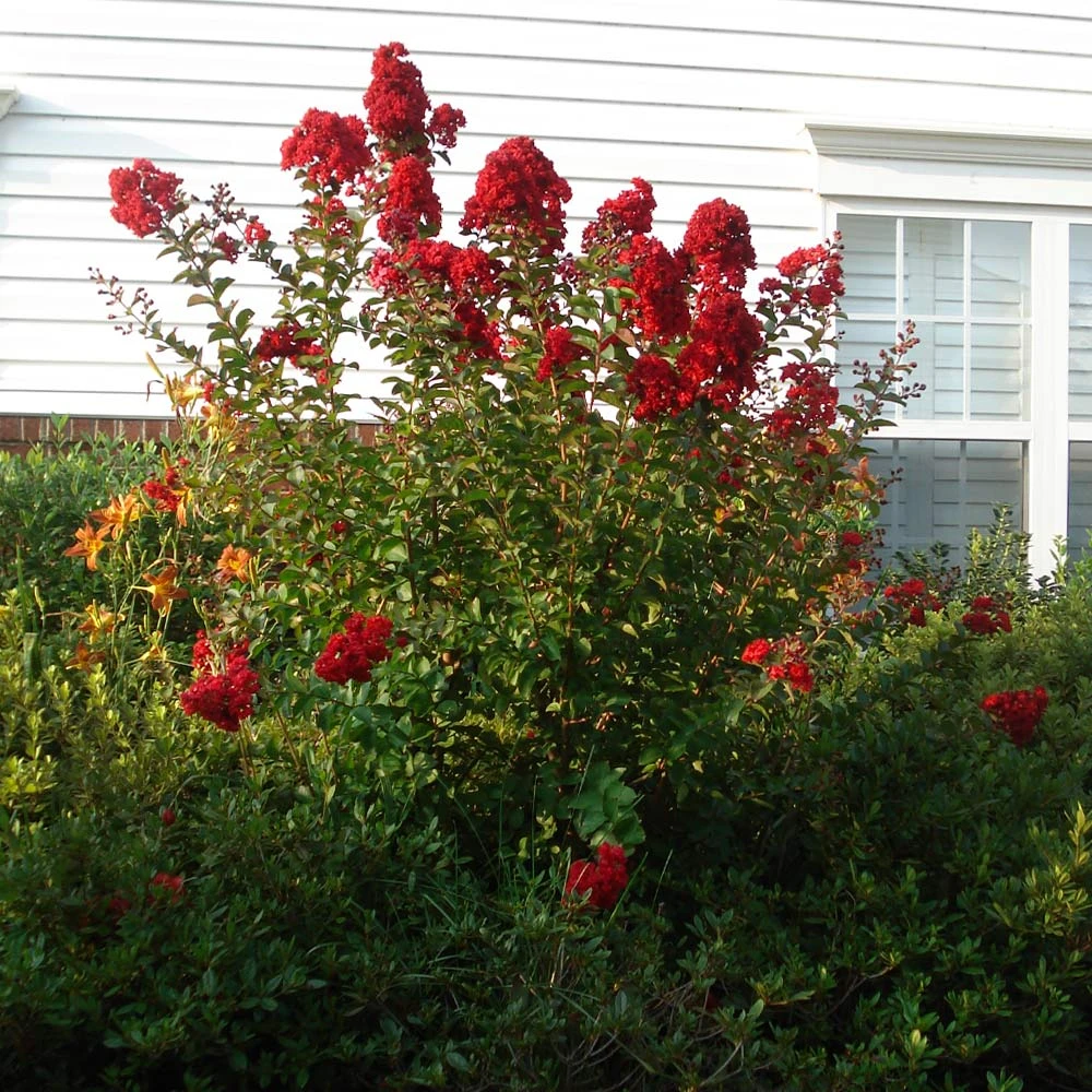 Brighter Blooms Enduring Summer Red Crape Myrtle Shrub Shrubs & Hedges 2 Brighter Blooms Enduring Summer Red Crape Myrtle Shrub Shrubs & Hedges