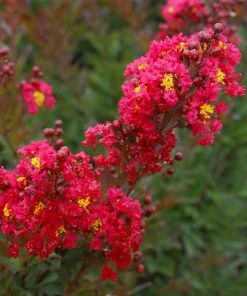 Brighter Blooms Enduring Summer Red Crape Myrtle Shrub Shrubs & Hedges 5 Brighter Blooms Enduring Summer Red Crape Myrtle Shrub Shrubs & Hedges