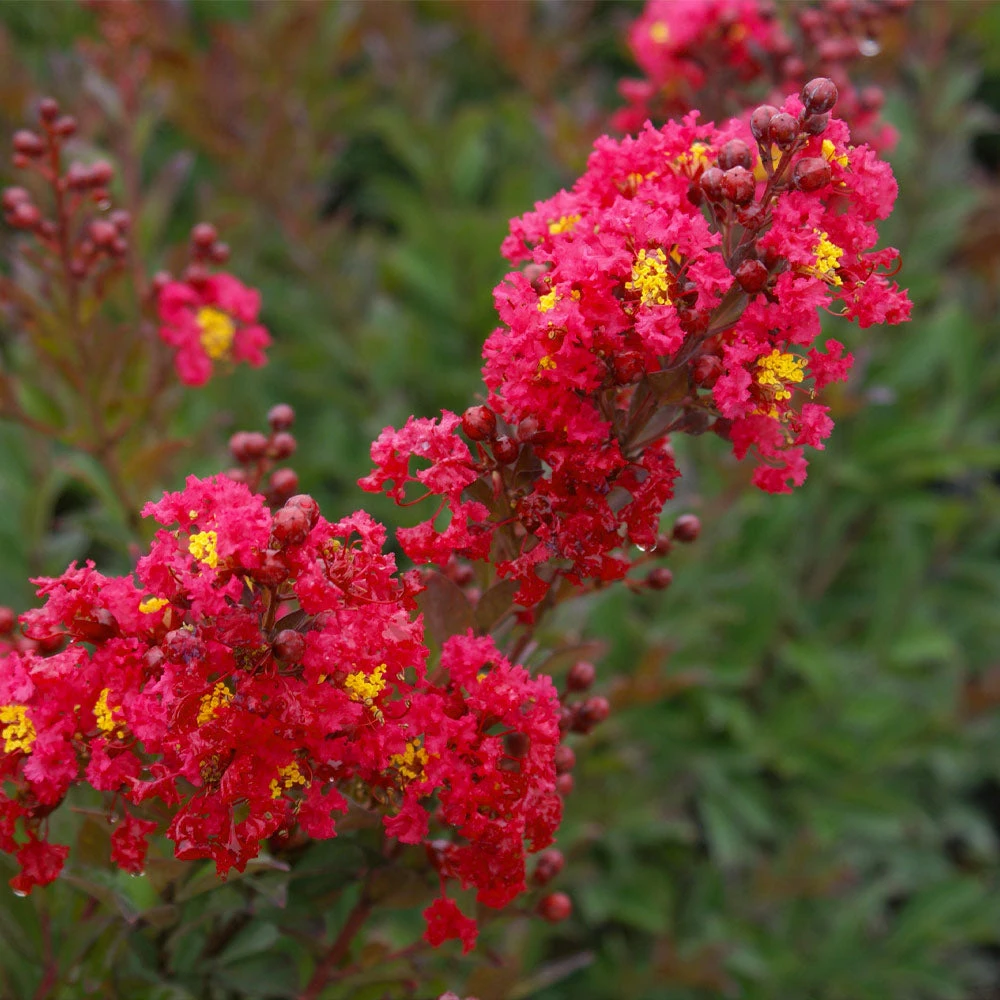 Brighter Blooms Enduring Summer Red Crape Myrtle Shrub Shrubs & Hedges 3 Brighter Blooms Enduring Summer Red Crape Myrtle Shrub Shrubs & Hedges