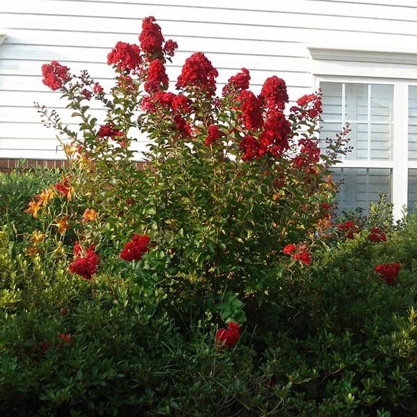 Brighter Blooms Enduring Summer Red Crape Myrtle Shrub Shrubs & Hedges 1 Brighter Blooms Enduring Summer Red Crape Myrtle Shrub Shrubs & Hedges