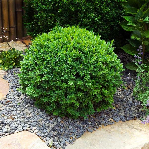 Brighter Blooms Dwarf English Boxwood Shrub Shrubs & Hedges 1 Brighter Blooms Dwarf English Boxwood Shrub Shrubs & Hedges