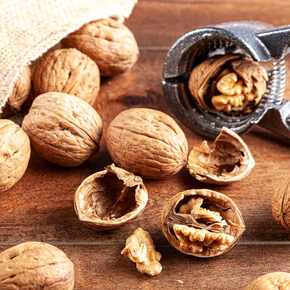 Brighter Blooms Fruit Trees Carpathian English Walnut Tree 5 Brighter Blooms Fruit Trees Carpathian English Walnut Tree