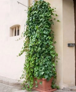 Brighter Blooms English Ivy 8 Brighter Blooms English Ivy