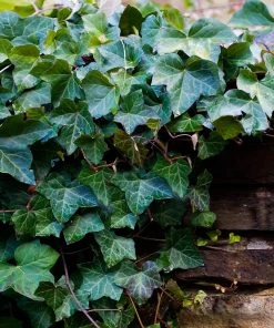 Brighter Blooms English Ivy 7 Brighter Blooms English Ivy