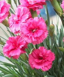Brighter Blooms Scent First® Eternity Dianthus