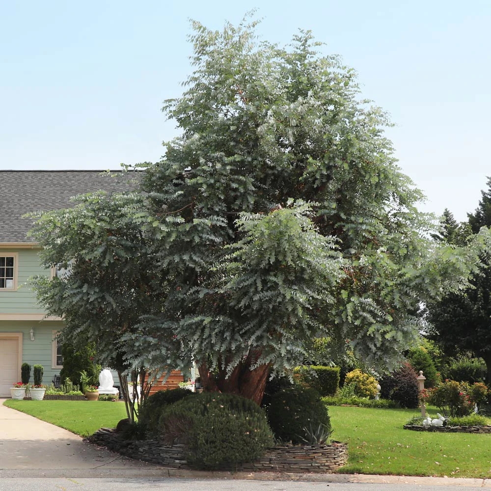 Brighter Blooms Evergreen & Privacy Eucalyptus Plant 2 Brighter Blooms Evergreen & Privacy Eucalyptus Plant