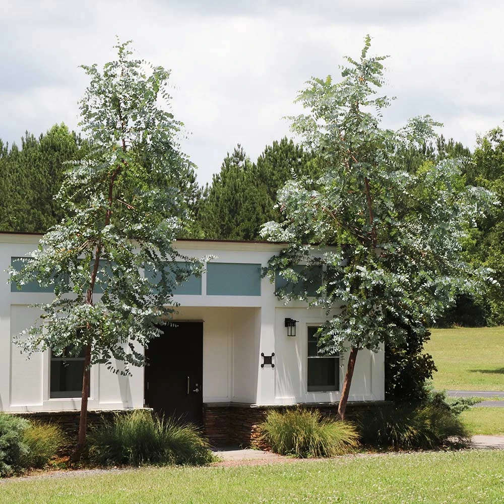 Brighter Blooms Evergreen & Privacy Eucalyptus Plant 3 Brighter Blooms Evergreen & Privacy Eucalyptus Plant