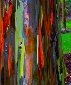 Brighter Blooms Rainbow Eucalyptus Tree