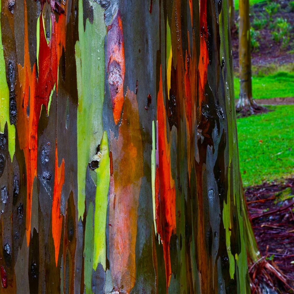 Brighter Blooms Rainbow Eucalyptus Tree 2 Brighter Blooms Rainbow Eucalyptus Tree