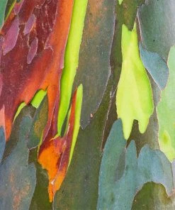 Brighter Blooms Rainbow Eucalyptus Tree 6 Brighter Blooms Rainbow Eucalyptus Tree