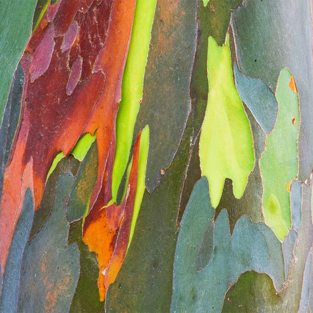 Brighter Blooms Rainbow Eucalyptus Tree 3 Brighter Blooms Rainbow Eucalyptus Tree