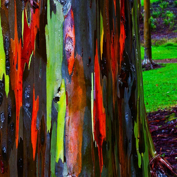 Brighter Blooms Rainbow Eucalyptus Tree 1 Brighter Blooms Rainbow Eucalyptus Tree