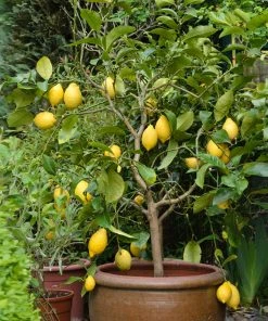 Brighter Blooms Eureka Lemon Tree New Trees