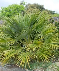 Brighter Blooms Palm Trees European Fan Palm Tree 8 Brighter Blooms Palm Trees European Fan Palm Tree
