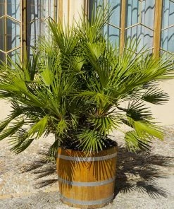 Brighter Blooms Palm Trees European Fan Palm Tree 7 Brighter Blooms Palm Trees European Fan Palm Tree