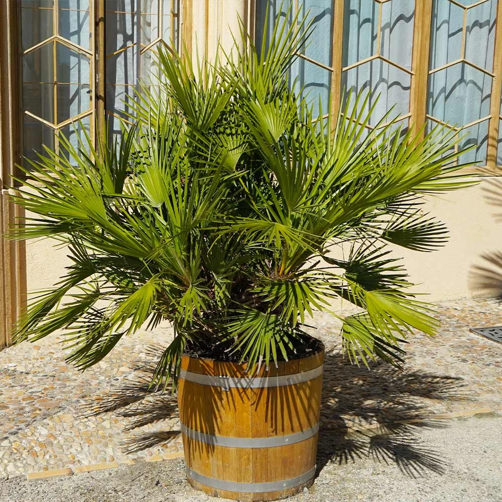Brighter Blooms Palm Trees European Fan Palm Tree 3 Brighter Blooms Palm Trees European Fan Palm Tree
