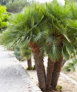 Brighter Blooms Palm Trees European Fan Palm Tree