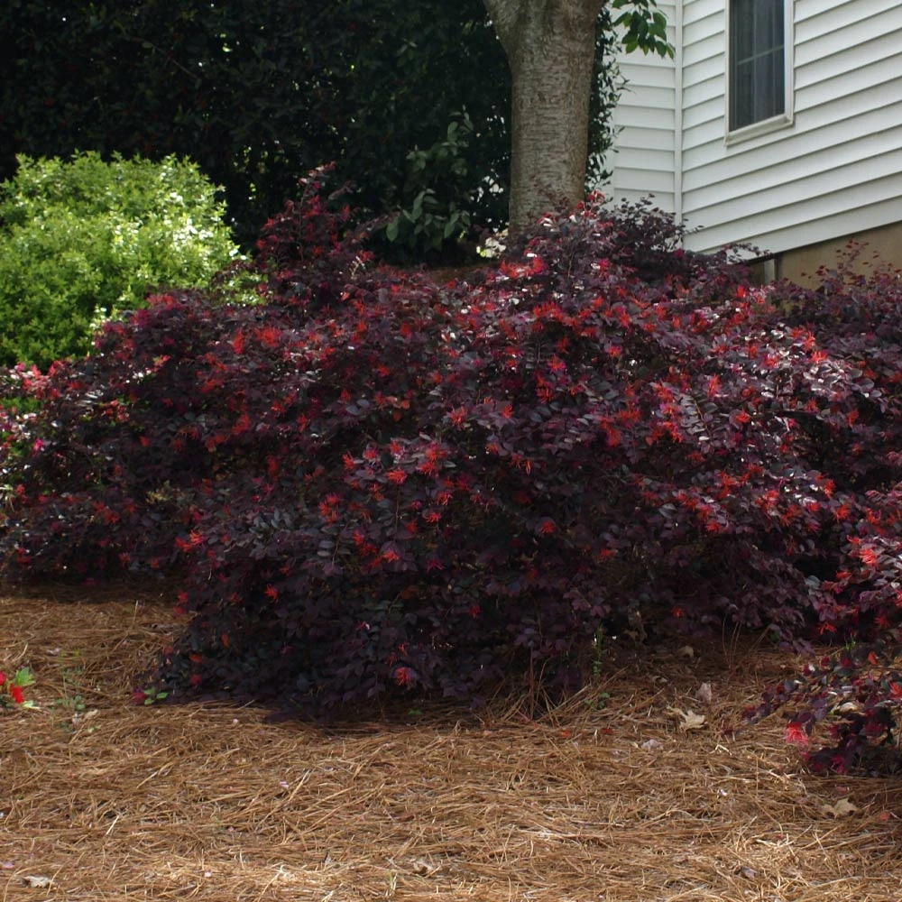 Brighter Blooms Ever Red Loropetalum Shrub Shrubs & Hedges 4 Brighter Blooms Ever Red Loropetalum Shrub Shrubs & Hedges