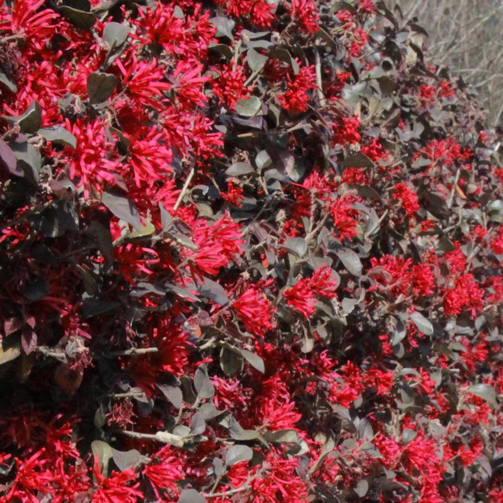 Brighter Blooms Ever Red Loropetalum Shrub Shrubs & Hedges 3 Brighter Blooms Ever Red Loropetalum Shrub Shrubs & Hedges