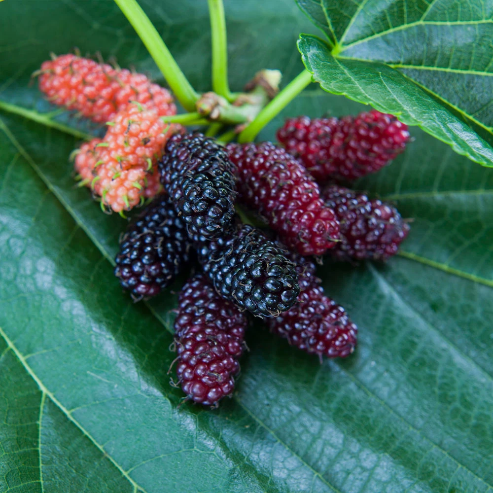 Brighter Blooms Everbearing Mulberry Tree Fruit Trees 2 Brighter Blooms Everbearing Mulberry Tree Fruit Trees