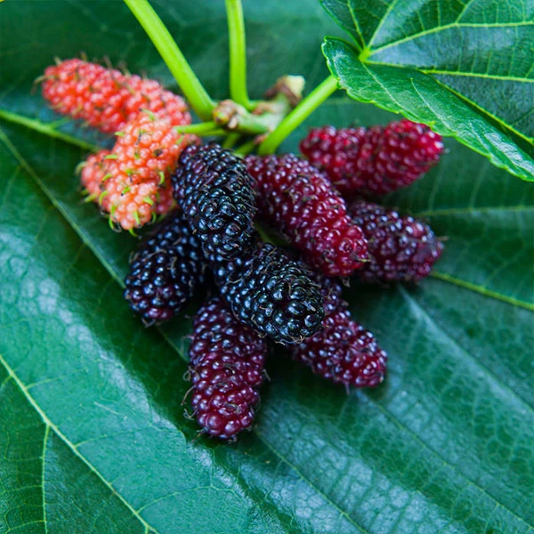 Brighter Blooms Everbearing Mulberry Tree Fruit Trees 1 Brighter Blooms Everbearing Mulberry Tree Fruit Trees