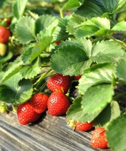 Brighter Blooms Everbearing Strawberry Plant Fruit Trees