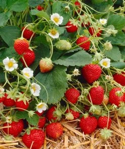 Brighter Blooms Everbearing Strawberry Plant Fruit Trees