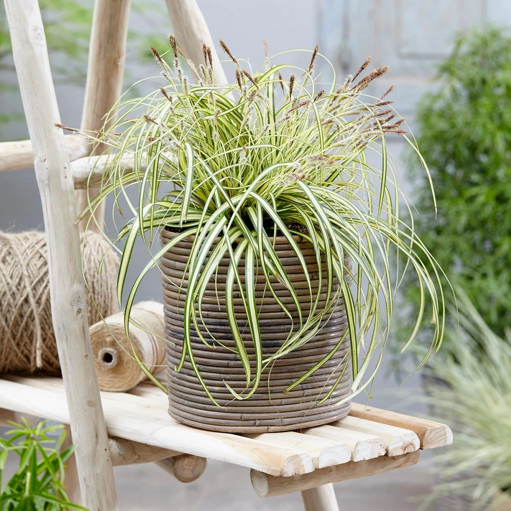 Brighter Blooms Carex Evergold (Japanese Sedge) 2 Brighter Blooms Carex Evergold (Japanese Sedge)