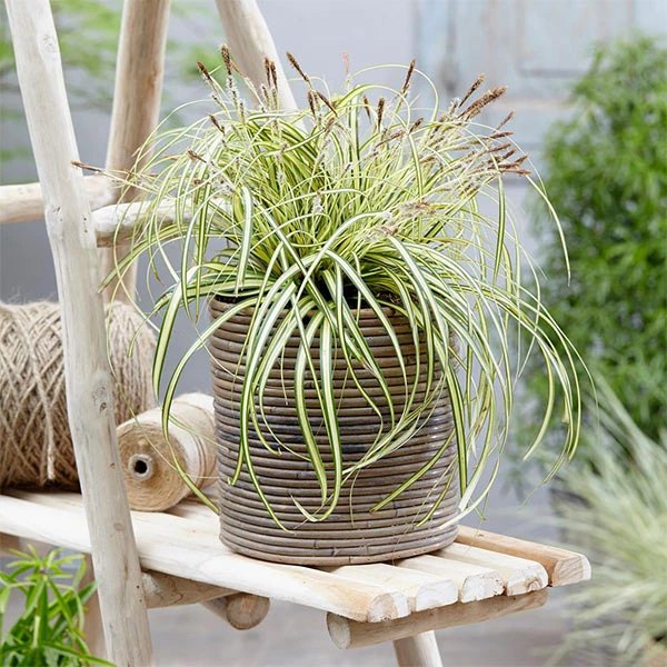 Brighter Blooms Carex Evergold (Japanese Sedge) 1 Brighter Blooms Carex Evergold (Japanese Sedge)