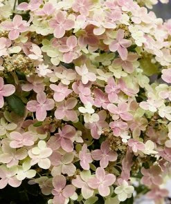 Brighter Blooms Early Evolution Hydrangea