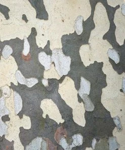 BrighterBlooms.com EXCLAMATION!™ London Planetree 13 BrighterBlooms.com EXCLAMATION!™ London Planetree