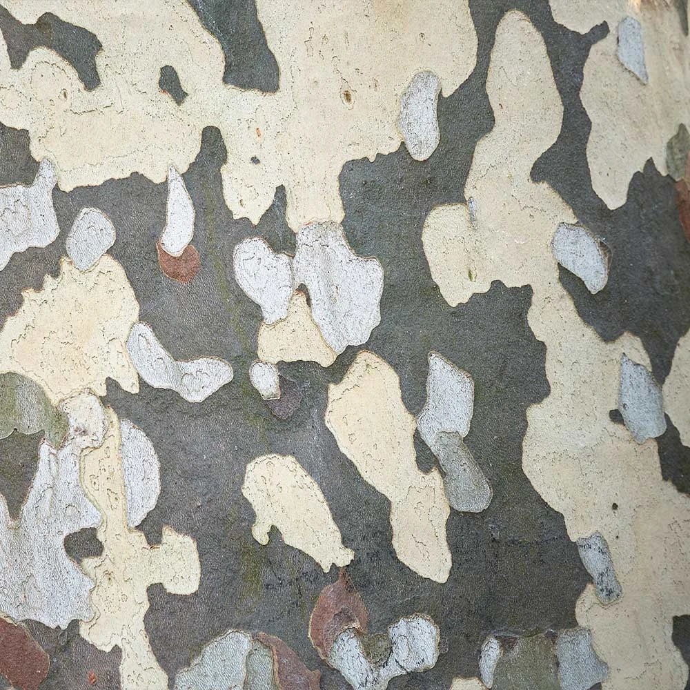 BrighterBlooms.com EXCLAMATION!™ London Planetree 7 BrighterBlooms.com EXCLAMATION!™ London Planetree