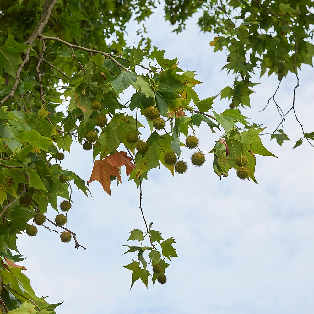 BrighterBlooms.com EXCLAMATION!™ London Planetree 4 BrighterBlooms.com EXCLAMATION!™ London Planetree