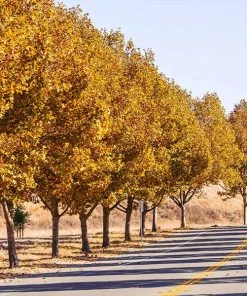 BrighterBlooms.com EXCLAMATION!â„¢ London Planetree