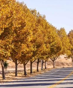 BrighterBlooms.com EXCLAMATION!™ London Planetree