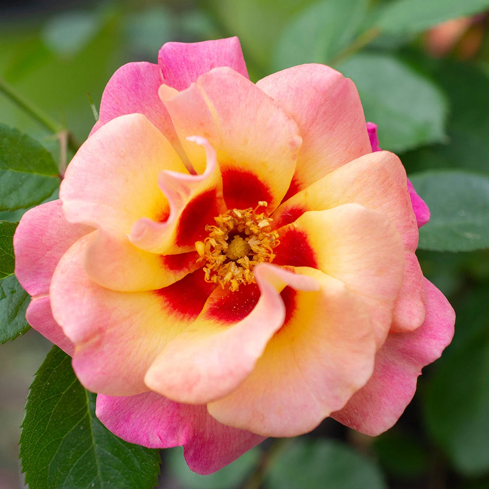Brighter Blooms Eyeconic® Mango Lemonade Rose Shrubs & Hedges 3 Brighter Blooms Eyeconic® Mango Lemonade Rose Shrubs & Hedges