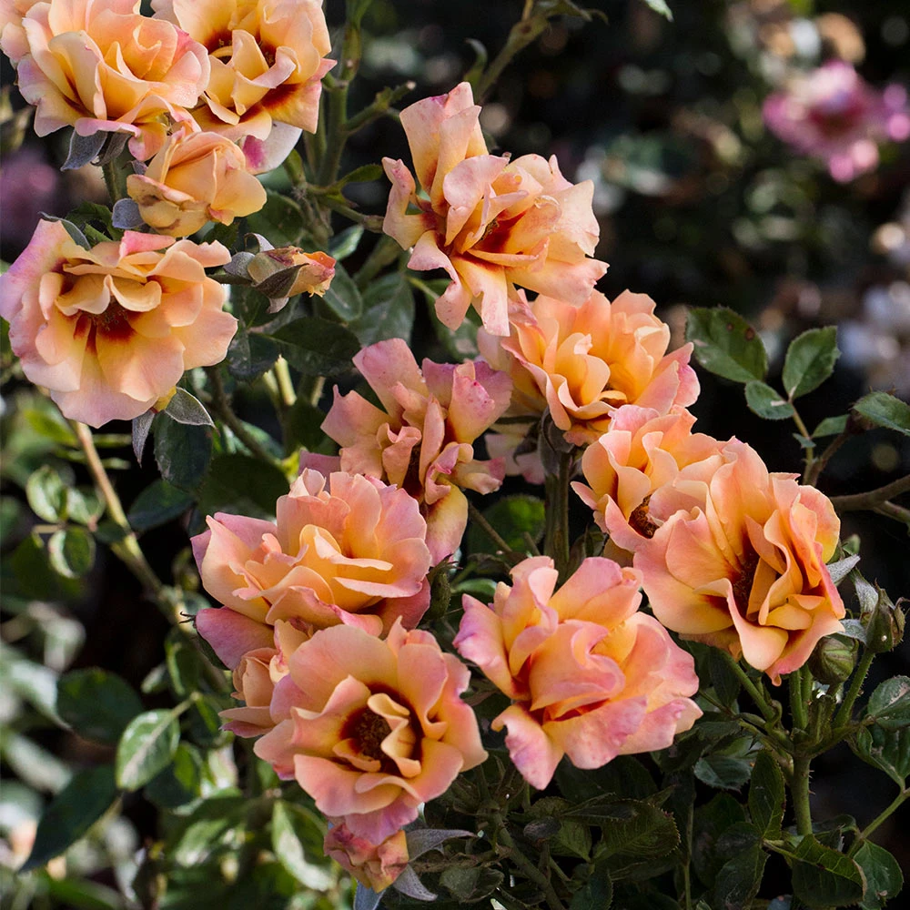 Brighter Blooms Eyeconic® Mango Lemonade Rose Shrubs & Hedges 2 Brighter Blooms Eyeconic® Mango Lemonade Rose Shrubs & Hedges