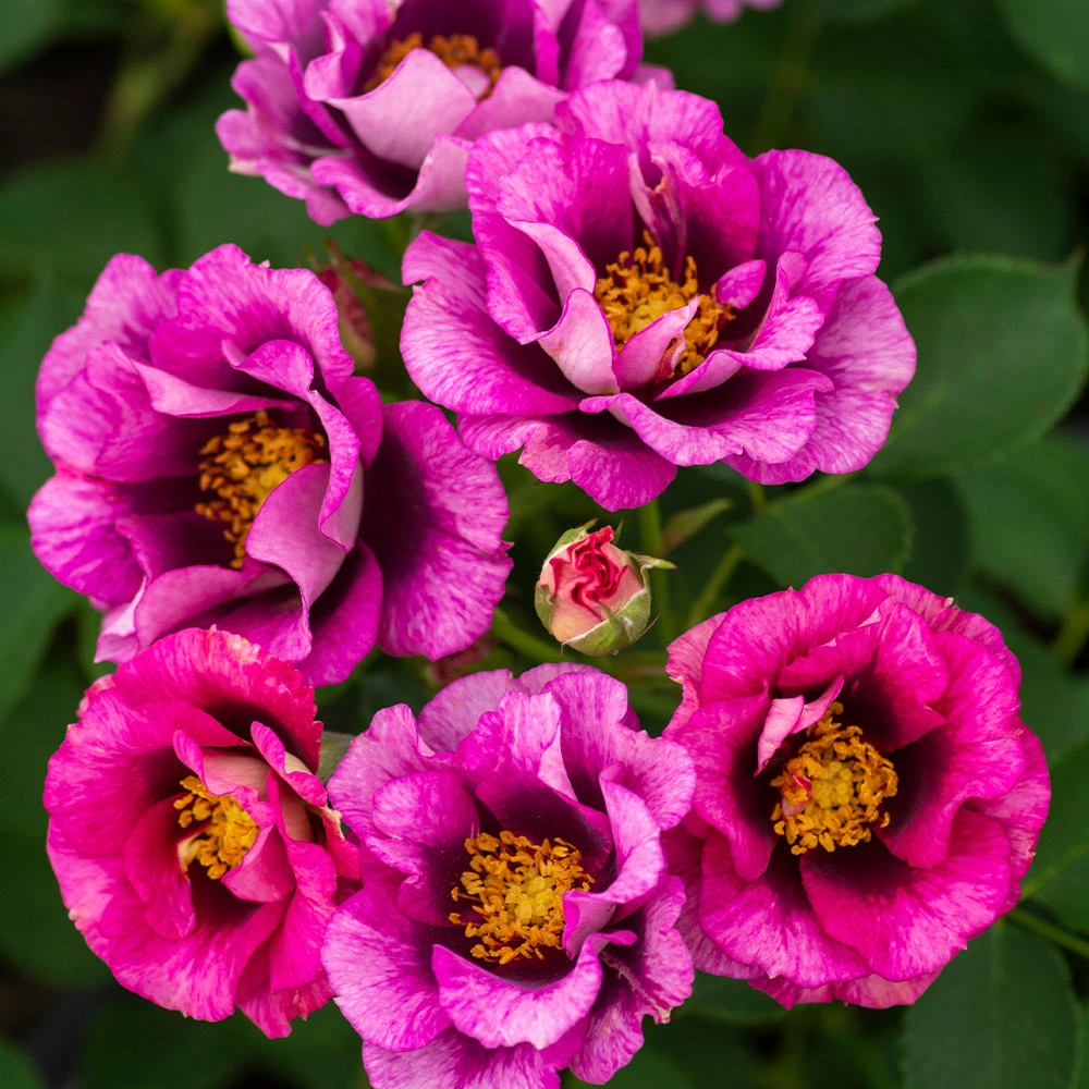 Brighter Blooms Eyeconic® Plum Lemonade Rose 2 Brighter Blooms Eyeconic® Plum Lemonade Rose