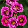 Brighter Blooms Eyeconic® Plum Lemonade Rose