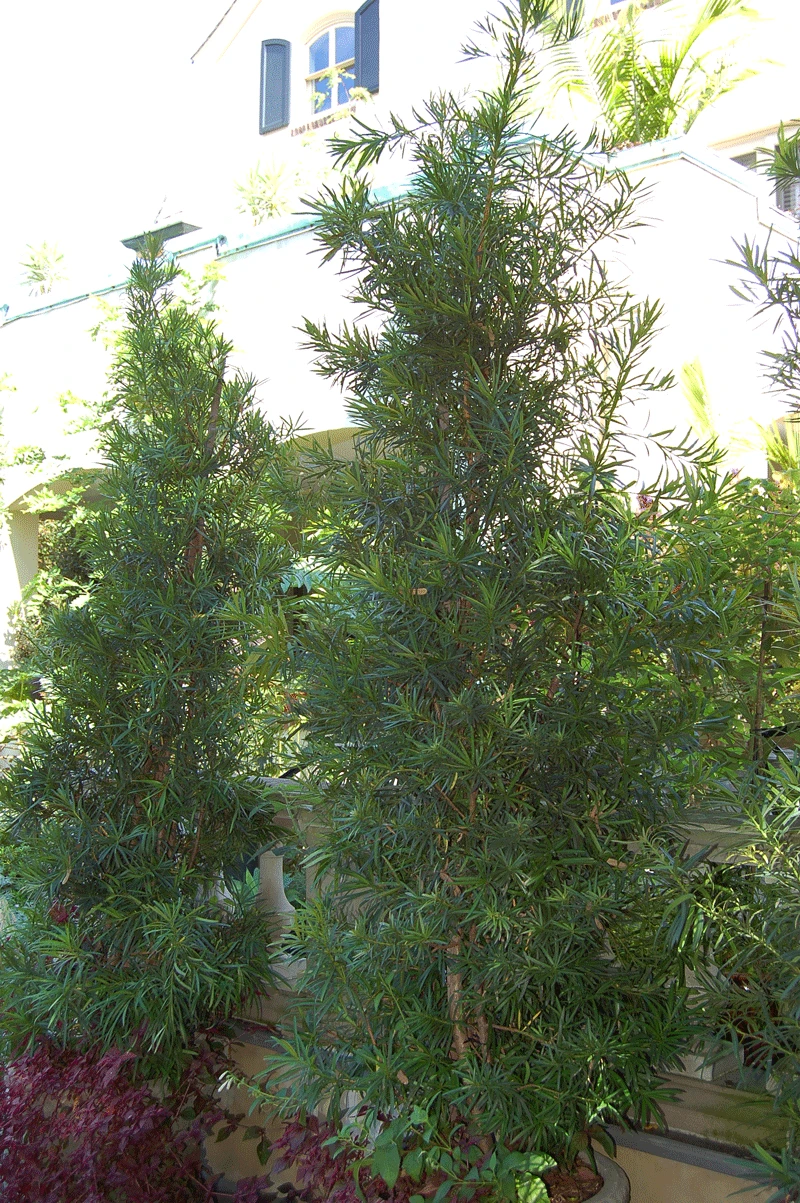Brighter Blooms Fern Pine Tree Evergreen & Privacy 3 Brighter Blooms Fern Pine Tree Evergreen & Privacy