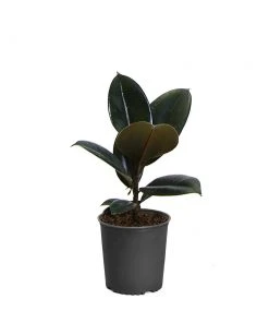 Brighter Blooms House & Patio Rubber Tree Plant 19 Brighter Blooms House & Patio Rubber Tree Plant