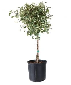 Brighter Blooms Variegated Ficus Triangularis Tree SHOP ALL 7 Brighter Blooms Variegated Ficus Triangularis Tree SHOP ALL