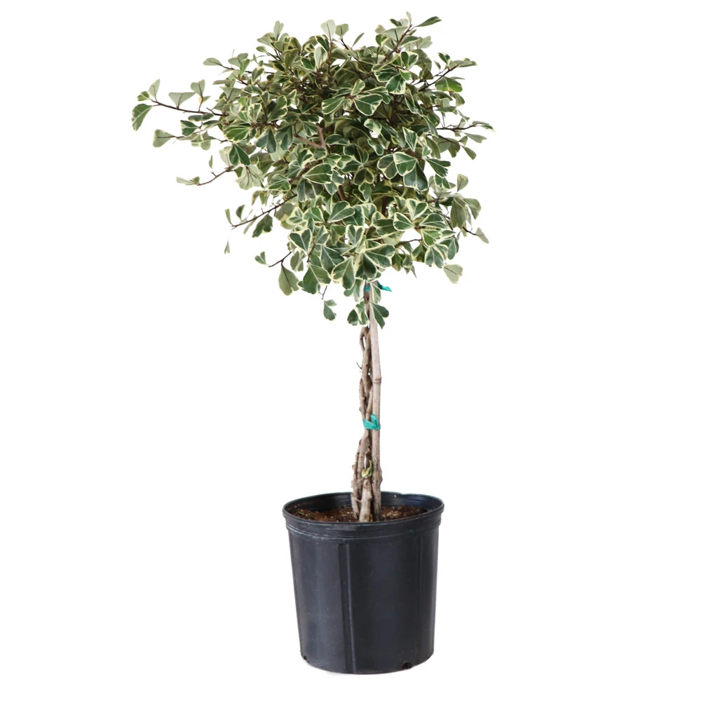 Brighter Blooms Variegated Ficus Triangularis Tree SHOP ALL 4 Brighter Blooms Variegated Ficus Triangularis Tree SHOP ALL