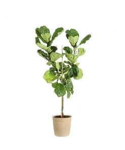 Brighter Blooms SHOP ALL Fiddle-Leaf Fig Tree 26 Brighter Blooms SHOP ALL Fiddle-Leaf Fig Tree