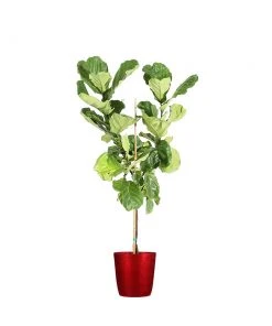Brighter Blooms SHOP ALL Fiddle-Leaf Fig Tree 27 Brighter Blooms SHOP ALL Fiddle-Leaf Fig Tree