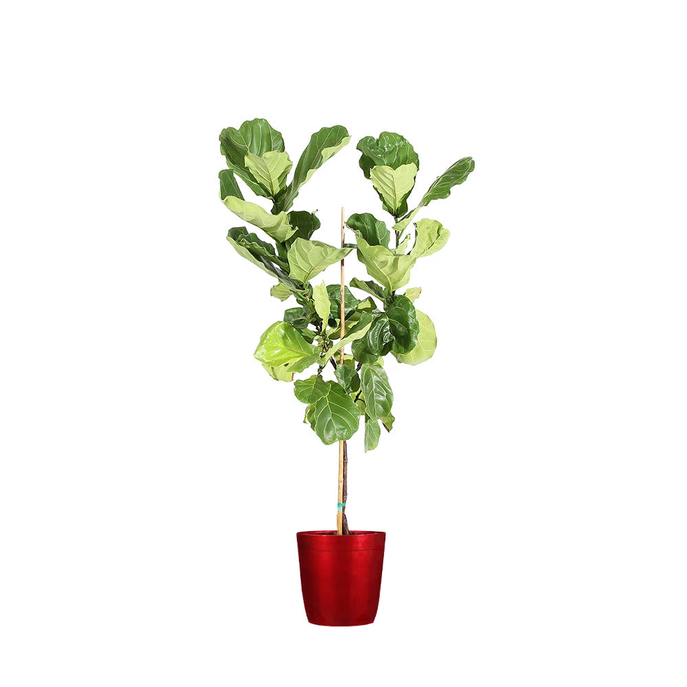 Brighter Blooms SHOP ALL Fiddle-Leaf Fig Tree 12 Brighter Blooms SHOP ALL Fiddle-Leaf Fig Tree