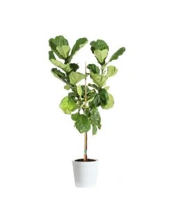 Brighter Blooms SHOP ALL Fiddle-Leaf Fig Tree 28 Brighter Blooms SHOP ALL Fiddle-Leaf Fig Tree
