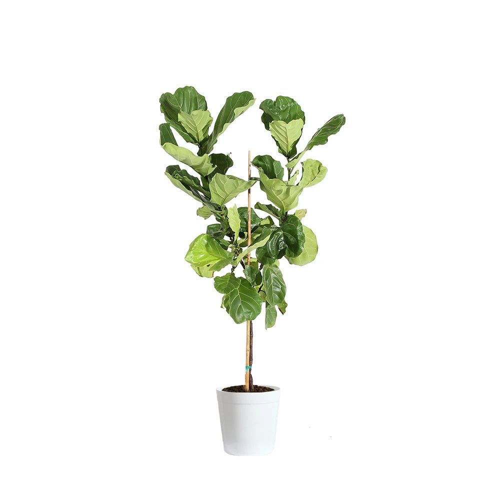 Brighter Blooms SHOP ALL Fiddle-Leaf Fig Tree 13 Brighter Blooms SHOP ALL Fiddle-Leaf Fig Tree