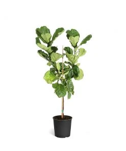 Brighter Blooms SHOP ALL Fiddle-Leaf Fig Tree 30 Brighter Blooms SHOP ALL Fiddle-Leaf Fig Tree